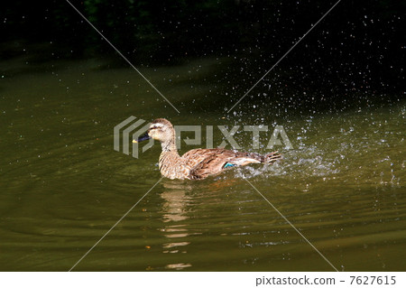 Cargamo fluttering on the surface of the water Cargamo fluttering on the surface of the water 7627615