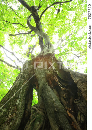Chestnut virgin forest in Akagiyama Chestnut virgin forest in Akagiyama 7627720