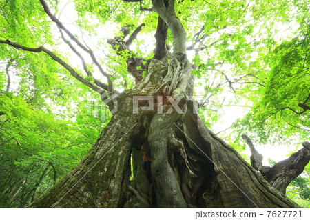 Chestnut virgin forest in Akagiyama 7627721