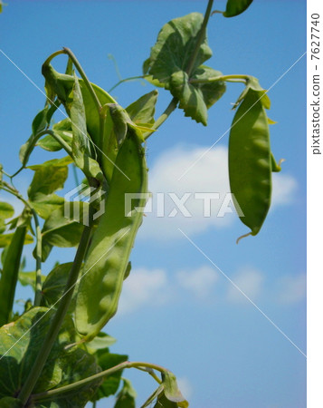 Soya silk Soya silk 7627740