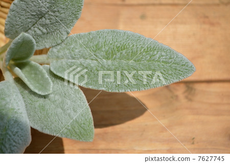 Rumzuya Rumzuya 7627745