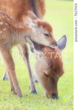 一隻鹿 7627919