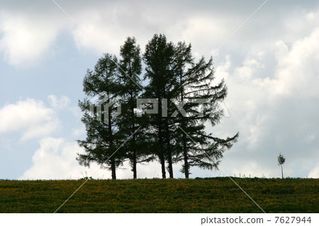 Arashi _ JAL_Tree 7627944