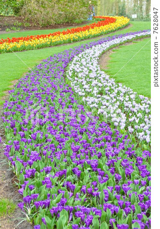 Keukenhof Park Netherlands 7628047
