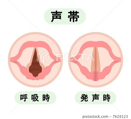 Vocal cords 7628123