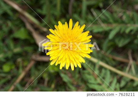  蒲公英 7628211