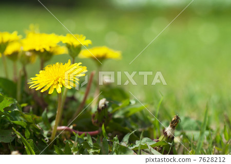  蒲公英 7628212