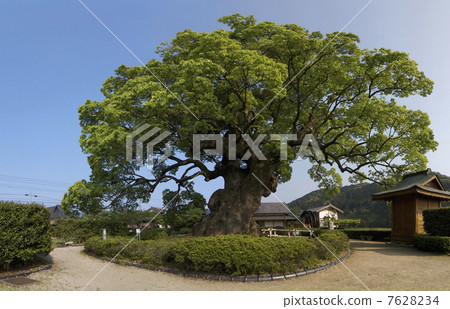 Ogasu of Kawabo (Kawabo) 7628234