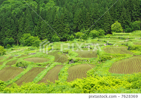 長野飯山市福島水稻梯田 長野飯山市福島水稻梯田 7628369
