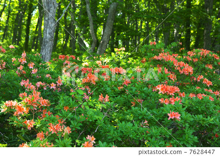 Iwate Kuji City Kuzumaki Town Heiwa Plateau Iwate Kuji City Kuzumaki Town Heiwa Plateau 7628447