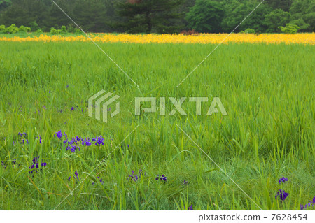 青森Tsuriga Benche沼澤地 7628454