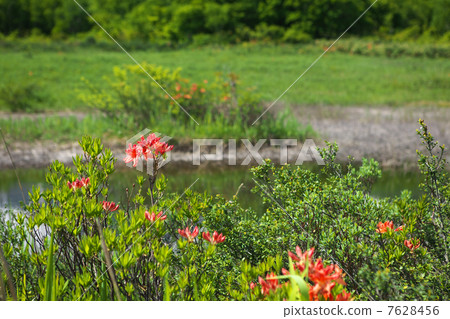 Aomori City Tashihira Mire 7628456