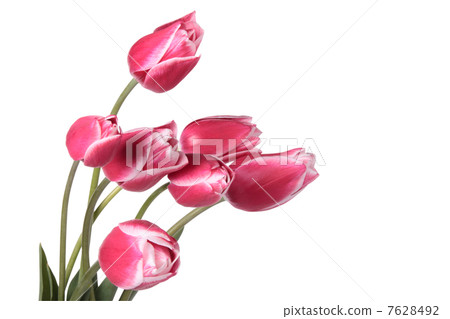Tulips Tulips 7628492