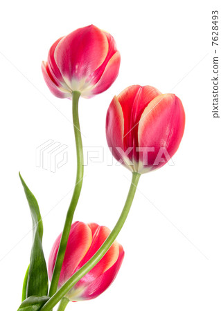 Cubiform tulips Cubiform tulips 7628493