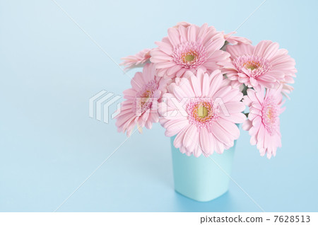 Pink gerbera Pink gerbera 7628513