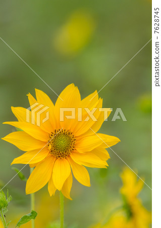 迷你向日葵花圖片素材 7628745