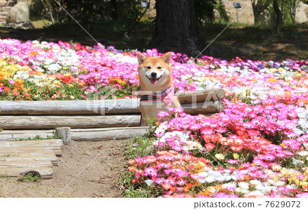 Shiba Inu和活石雛菊 7629072