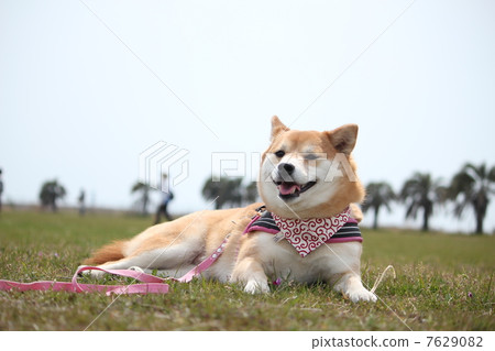 Shiba Inu和夏季草原(帶有上部字符空間) Shiba Inu和夏季草原(帶有上部字符空間) 7629082