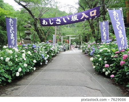 Taiheiyama繡球花坡入口 7629086