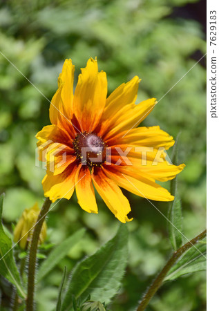 Ludovce Ludovce 7629183