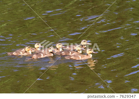 嬰兒在游泳熊 7629347