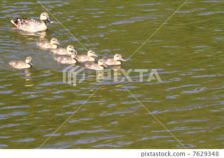 游泳甲蟲的父母和孩子 7629348
