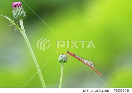 貝尼豆娘 7629356