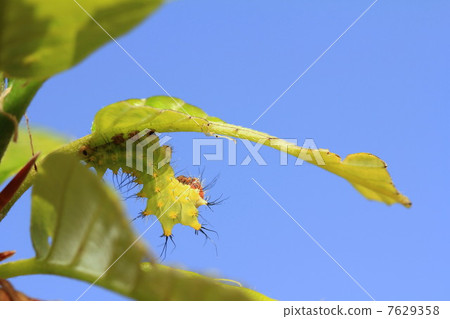 蛾幼蟲 7629358