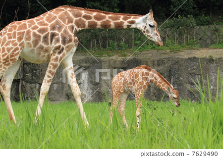 A girlfriend's baby in 1 month after birth 7629490