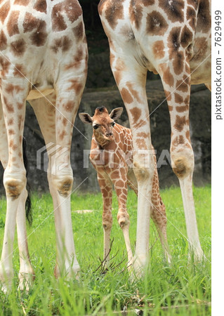 A girlfriend's baby in 1 month after birth 7629499