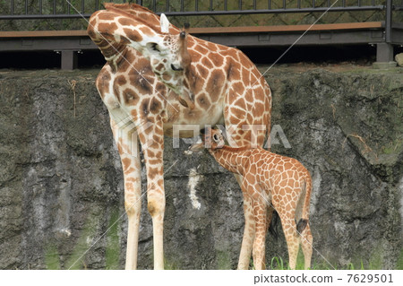 Giraffe baby precious lactation scene 7629501