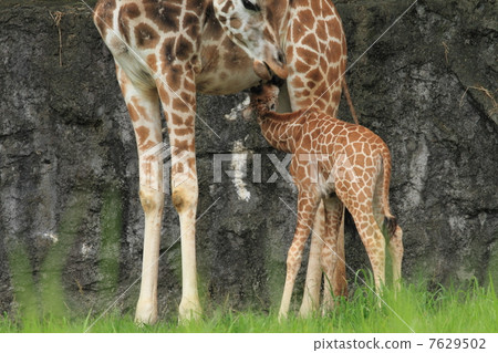 長頸鹿寶寶珍貴的哺乳期現場 7629502