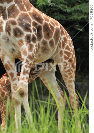 長頸鹿寶寶珍貴的哺乳期現場 7629503