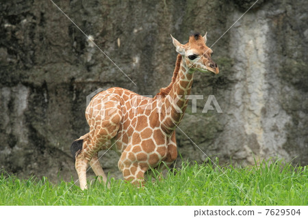 A girlfriend's baby in 1 month after birth A girlfriend's baby in 1 month after birth 7629504