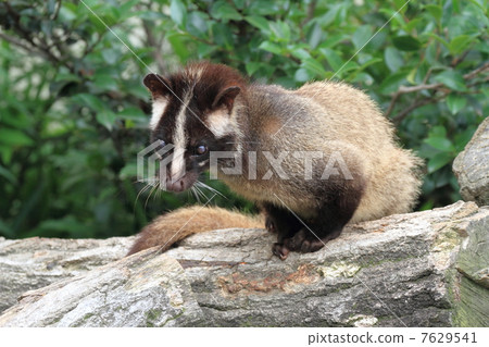 靈貓 靈貓 7629541