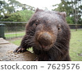 Wombat Melbourne 7629576
