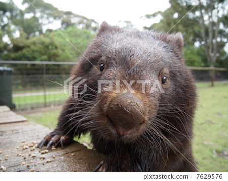 Wombat Melbourne 7629576