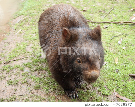 Wombat墨爾本 7629577