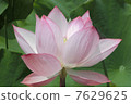 Early summer rei Qin 7629625