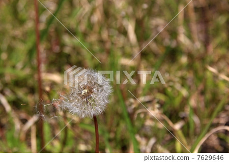 Dandelion's fluffy flies 7629646