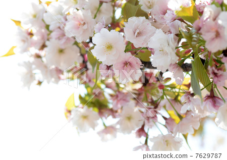 櫻花 7629787