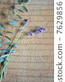 lavender 7629856