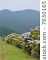 Hydrangea 7630165