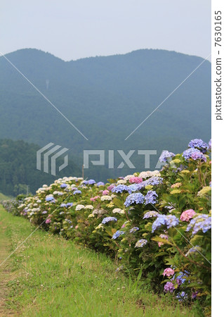 Hydrangea 7630165