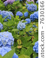 Hydrangea 7630166