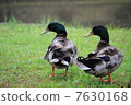 Duck 7630168