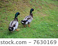 Duck 7630169
