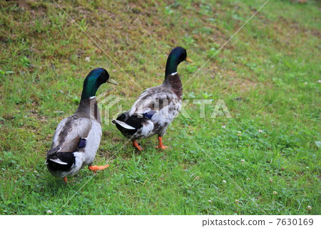 鴨 7630169