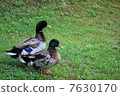 Duck 7630170