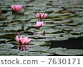 Water lily 7630171